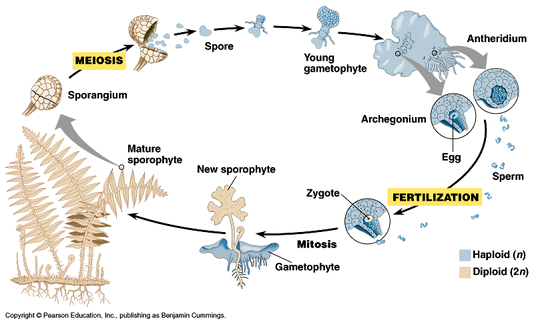 Compare and contrast: life cycle of plants - biology 11 ... stages of osmosis diagram 
